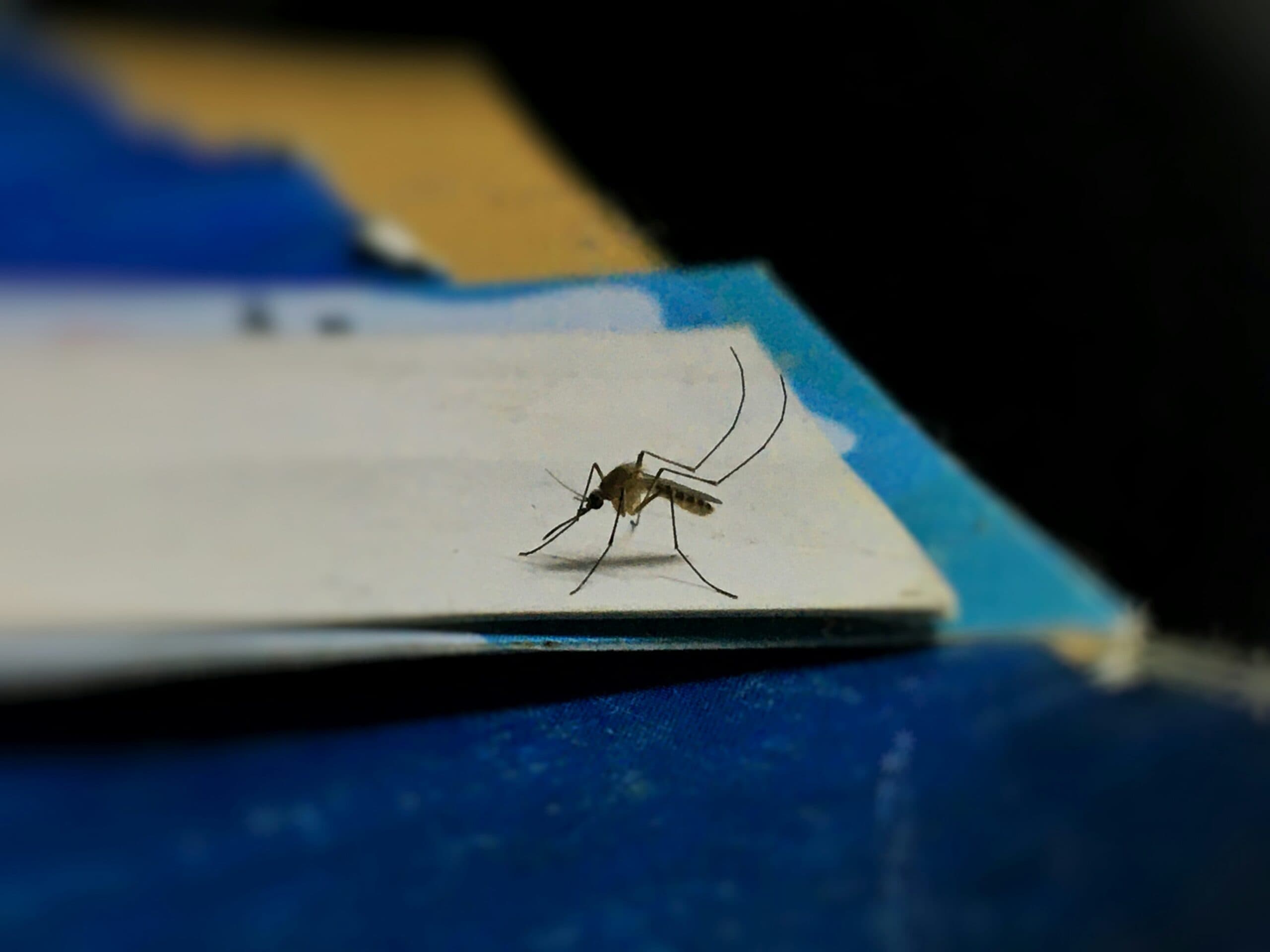 mosquito in a room