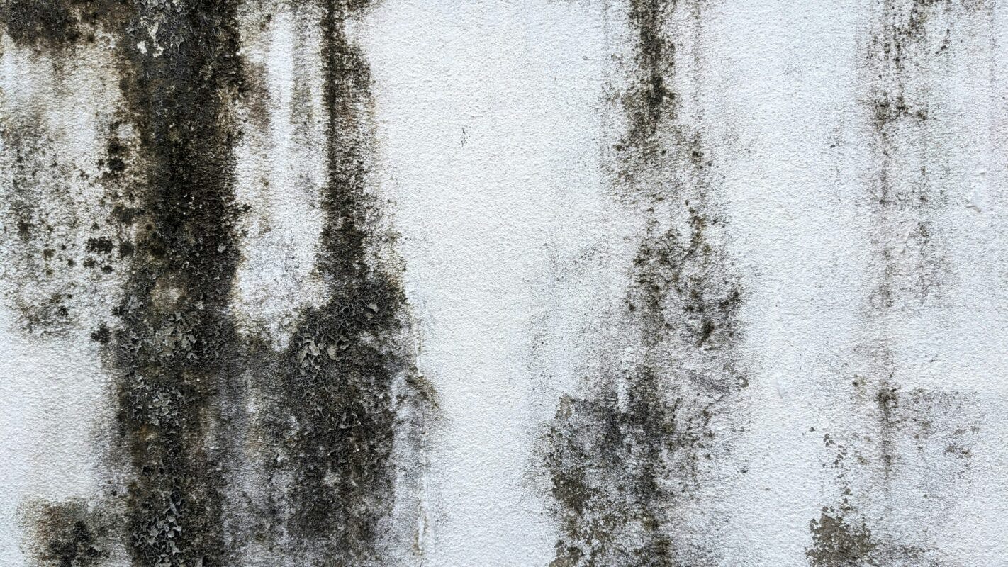 image of mold on wall